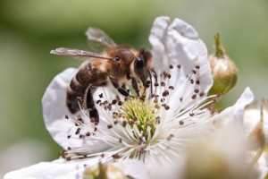 PvdA vraagt om ondersteuning van de Nationale Bijenstrategie