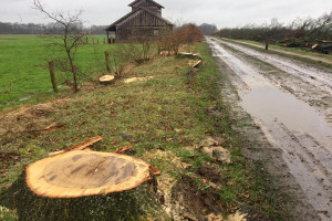 Vragen PvdA Dinkelland over teveel gekapte bomen Ottershagen